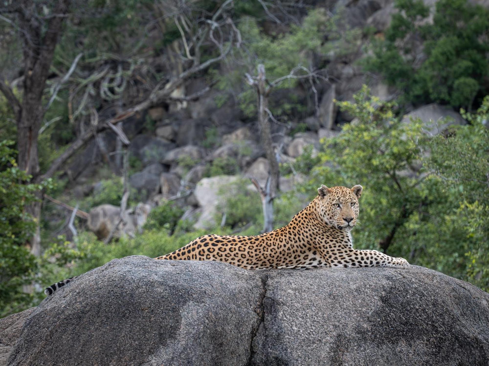 Nyati Safari Lodge 호에드스프뤼트 외부 사진