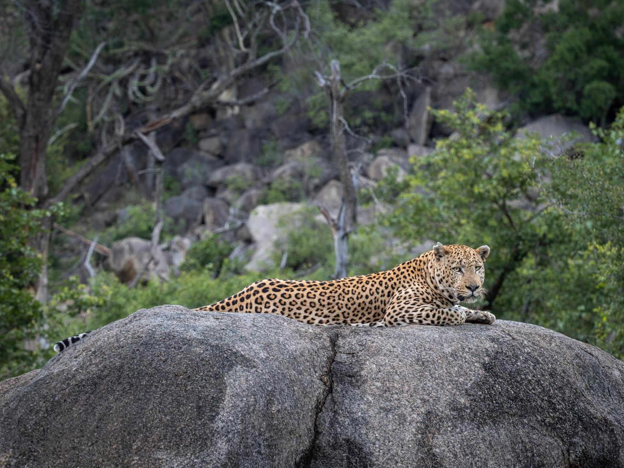 Nyati Safari Lodge 호에드스프뤼트 외부 사진